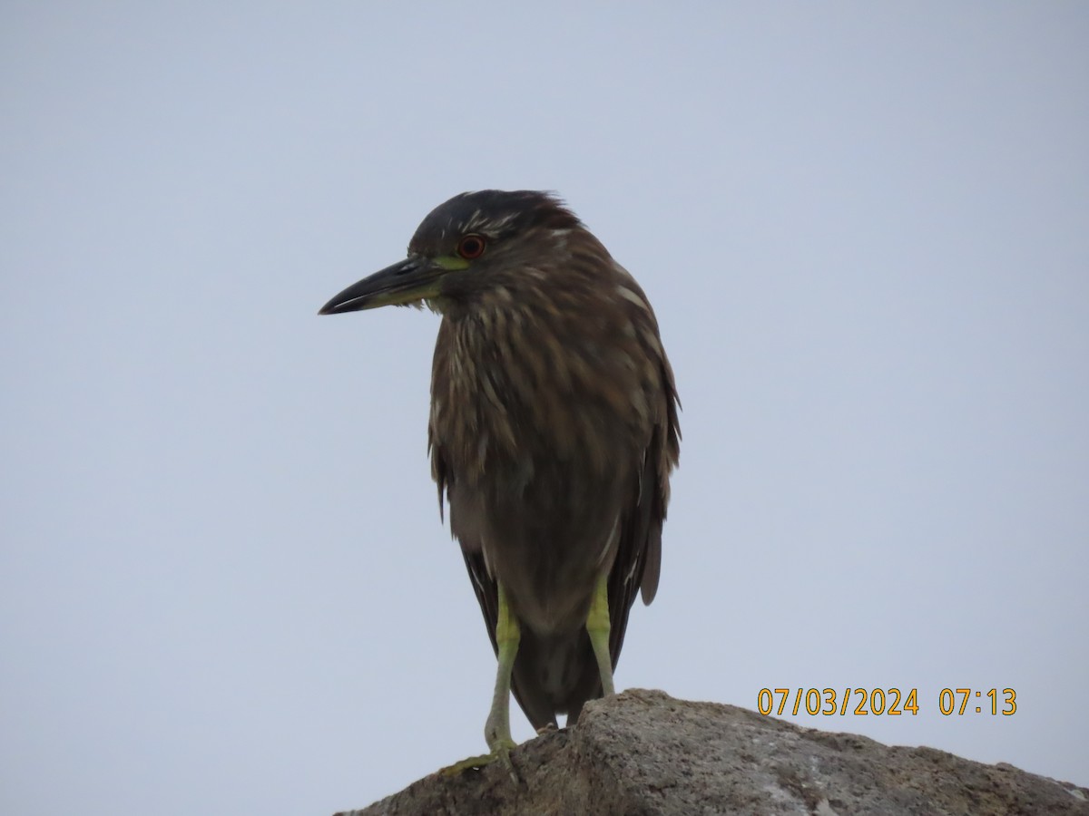 Black-crowned Night Heron - ML621103520