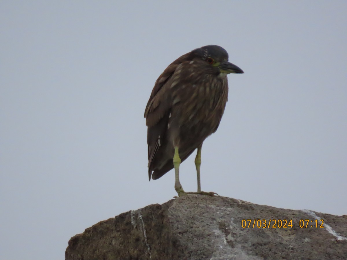 Black-crowned Night Heron - ML621103521