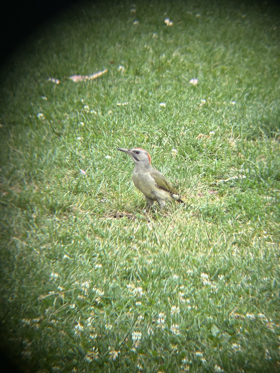 Iberian Green Woodpecker - ML621103525