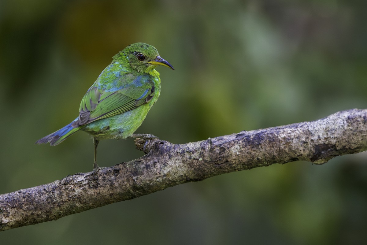 Green Honeycreeper - ML621103580