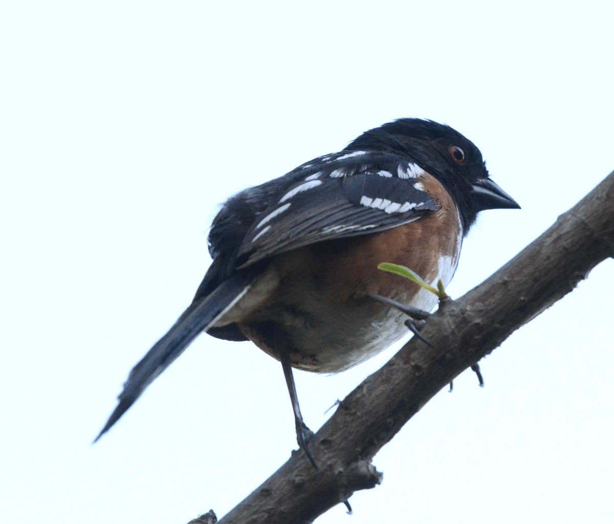 Spotted Towhee - ML621103585