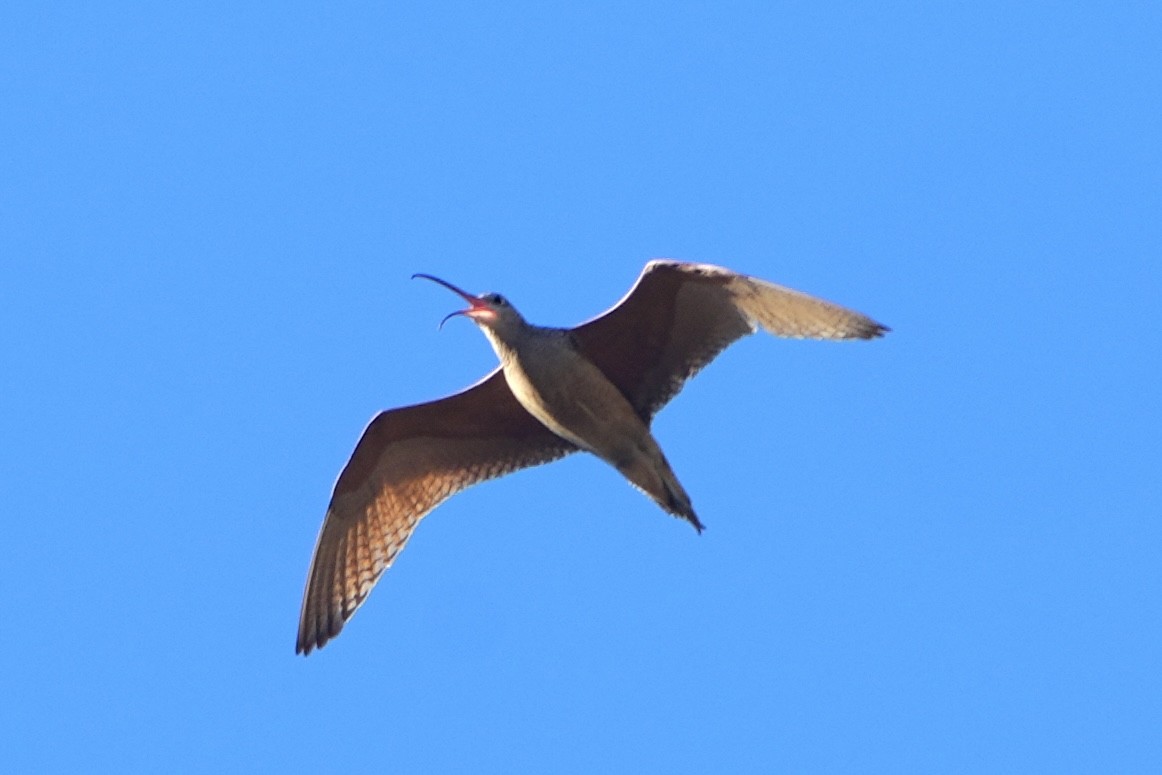 Long-billed Curlew - ML621103589