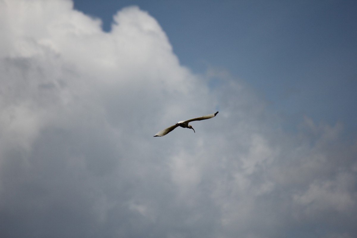 ibis bílý - ML621103592
