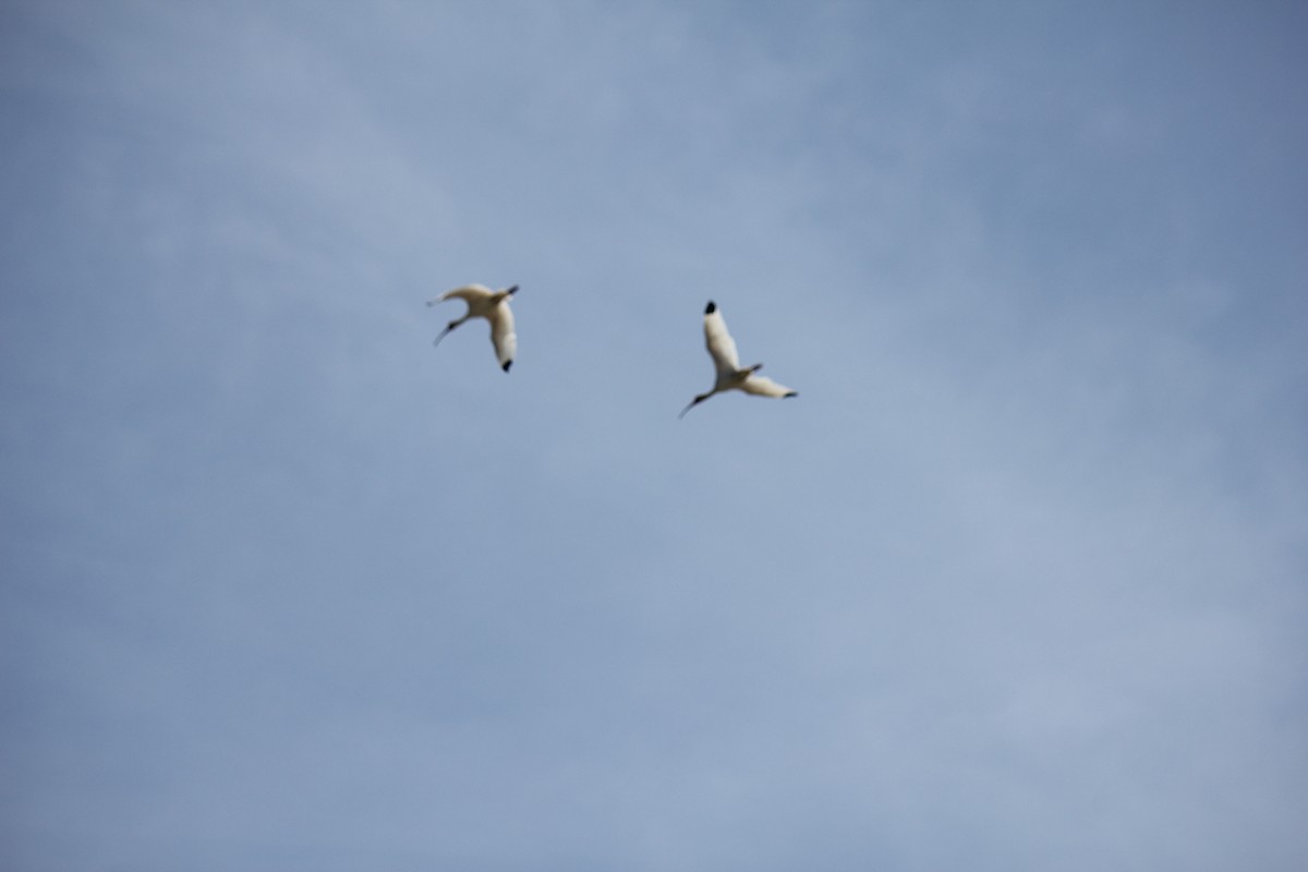 ibis bílý - ML621103593