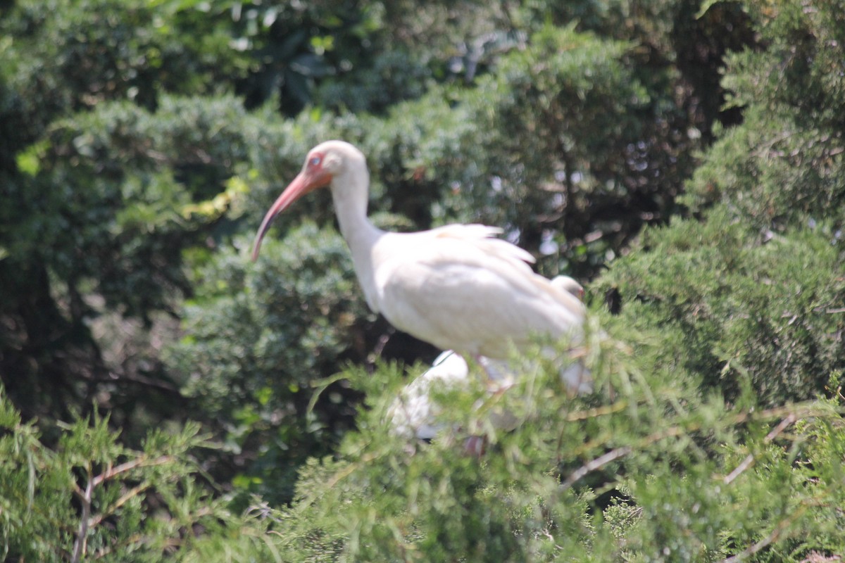 ibis bílý - ML621103594