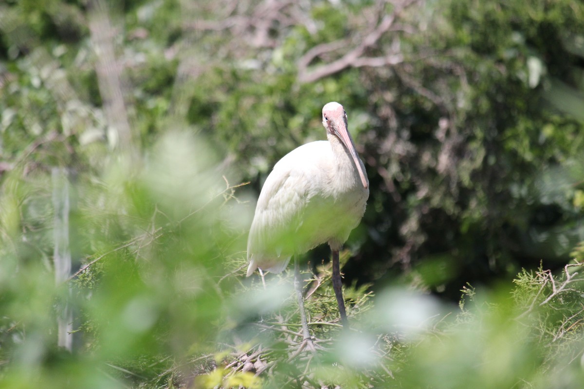 ibis bílý - ML621103595