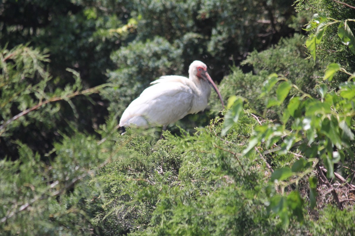 ibis bílý - ML621103596