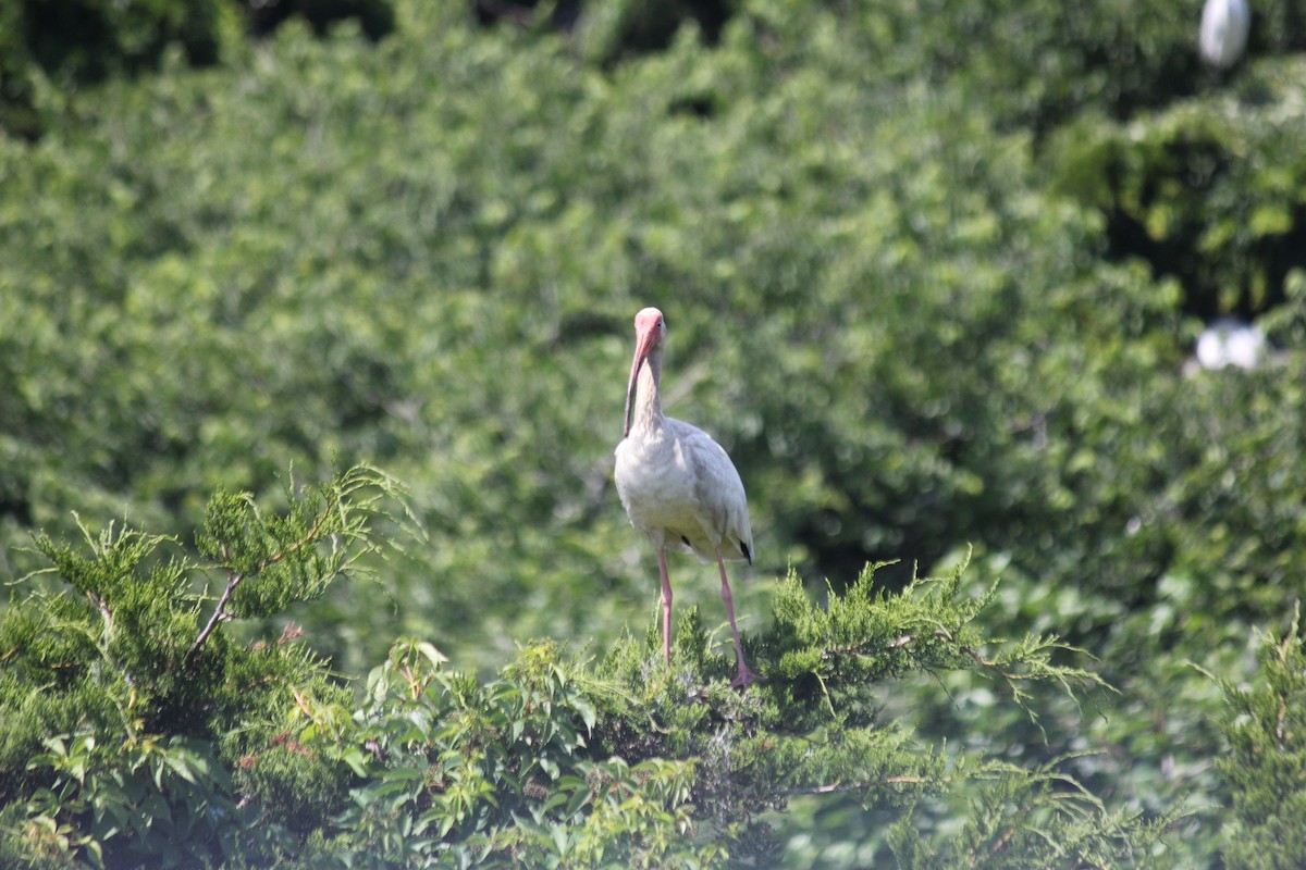 ibis bílý - ML621103597