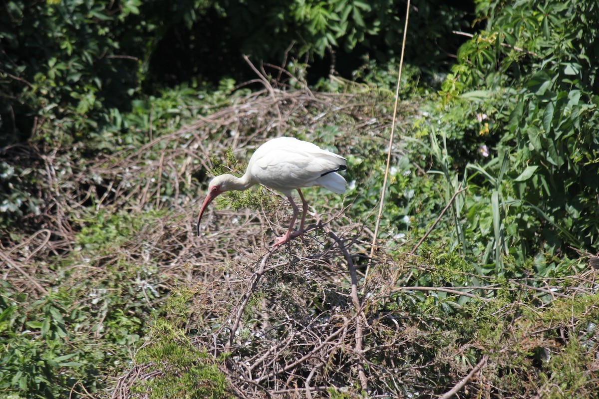 ibis bílý - ML621103598