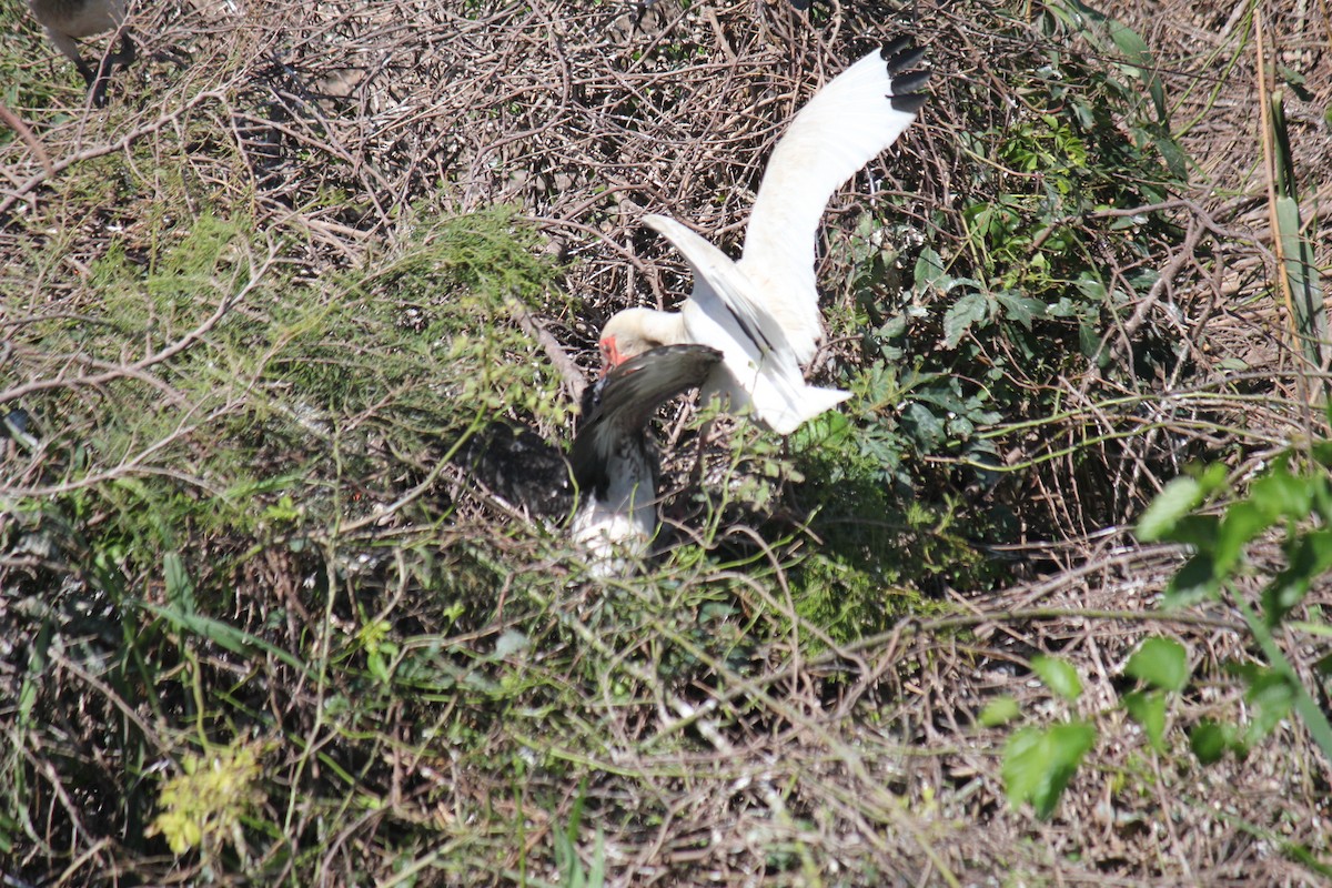 White Ibis - Tejas Subbu Lember