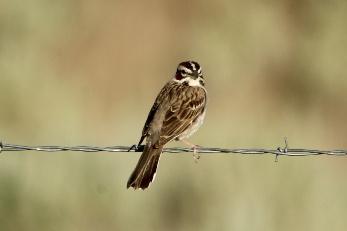 Lark Sparrow - ML621103608