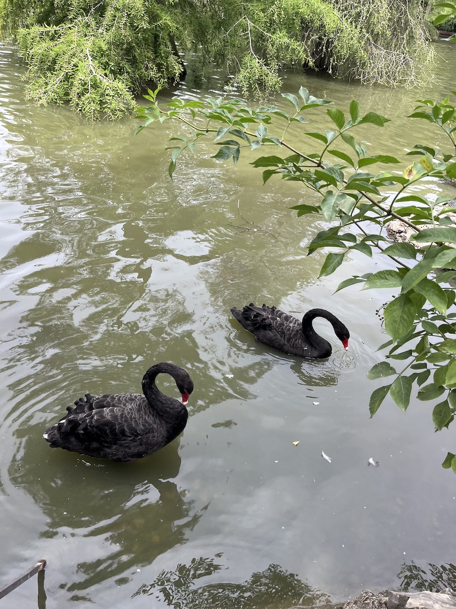 Black Swan - ML621103645