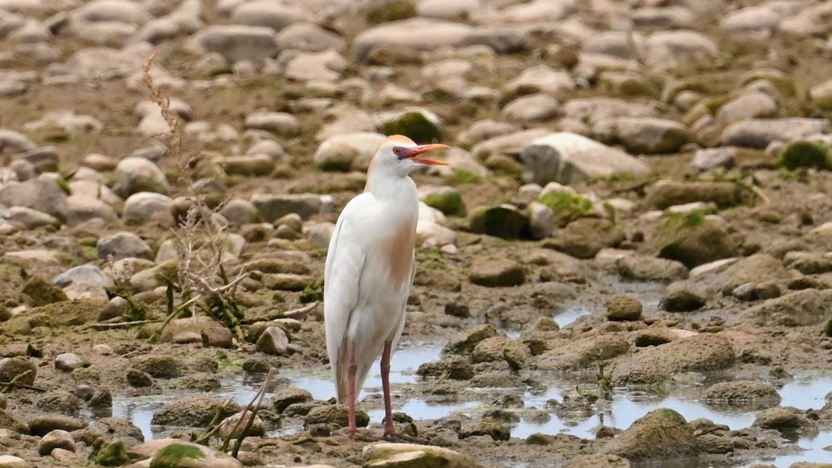 Чапля єгипетська (підвид ibis) - ML621103670