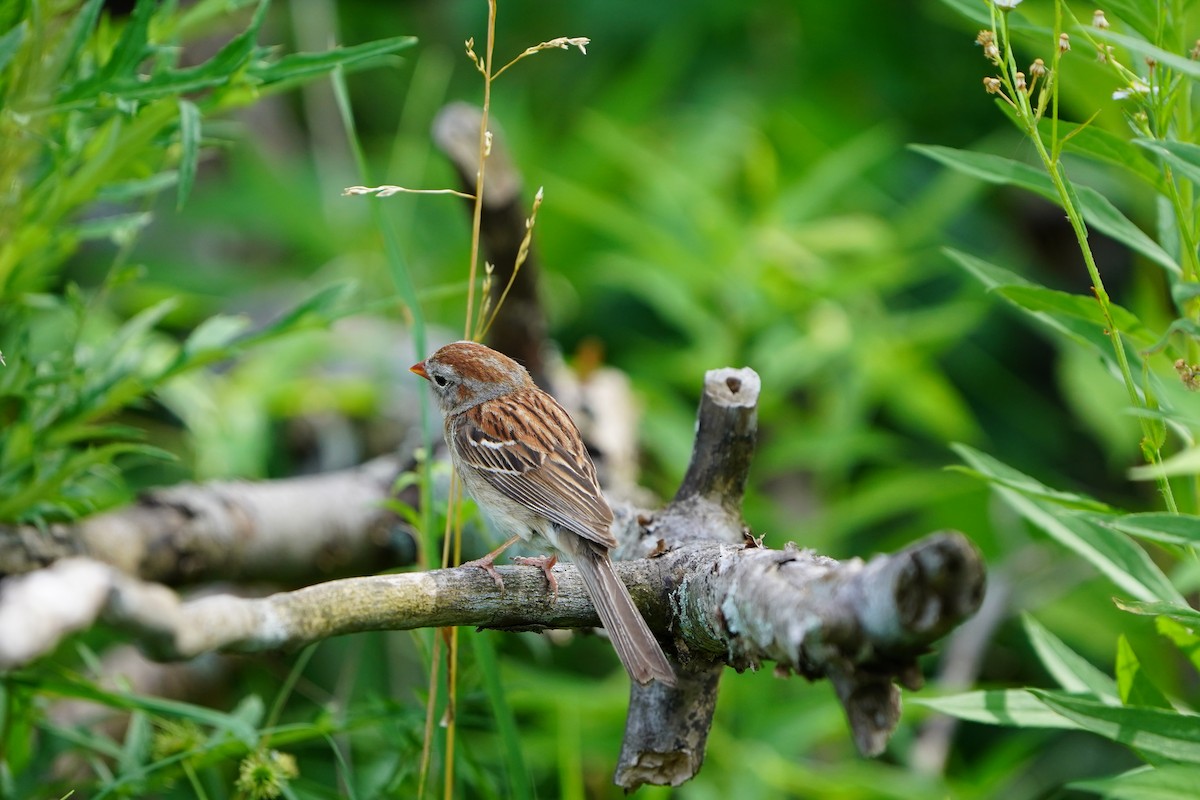Field Sparrow - Christine W.