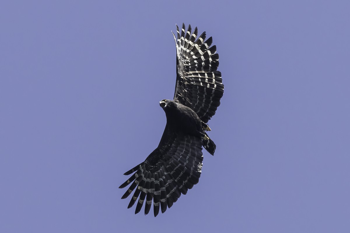 Black Hawk-Eagle - Thelma Gátuzzô