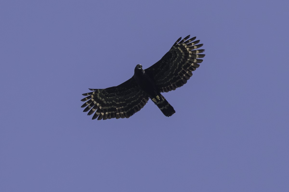 Чёрный хохлатый орёл - ML621103693