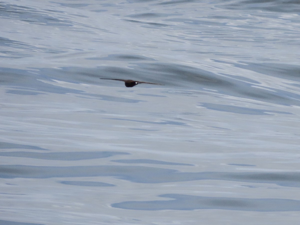 黃蹼洋海燕 - ML621103746