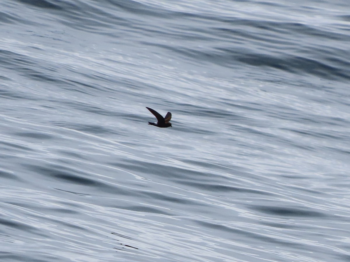 黃蹼洋海燕 - ML621103747