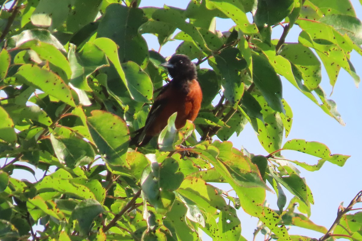 Orchard Oriole - ML621103765