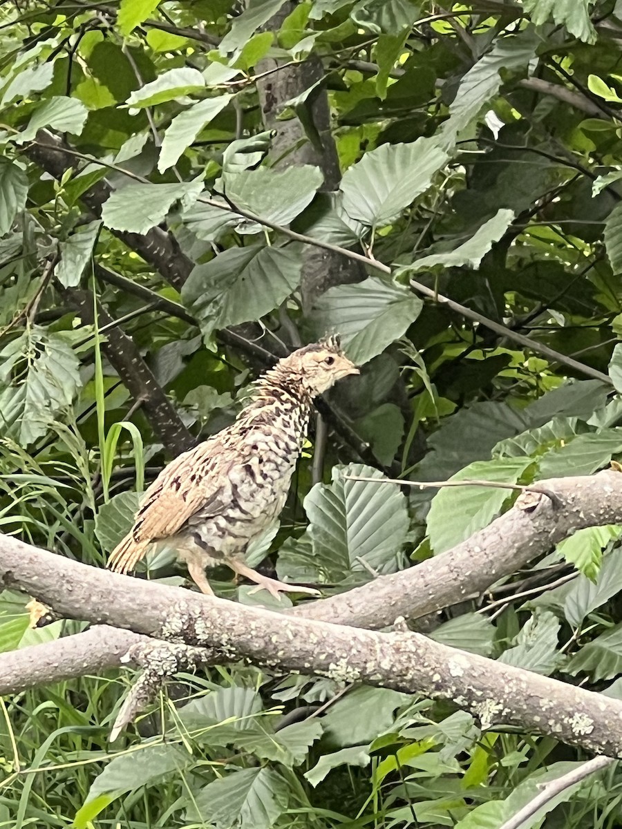 Ruffed Grouse - ML621103785