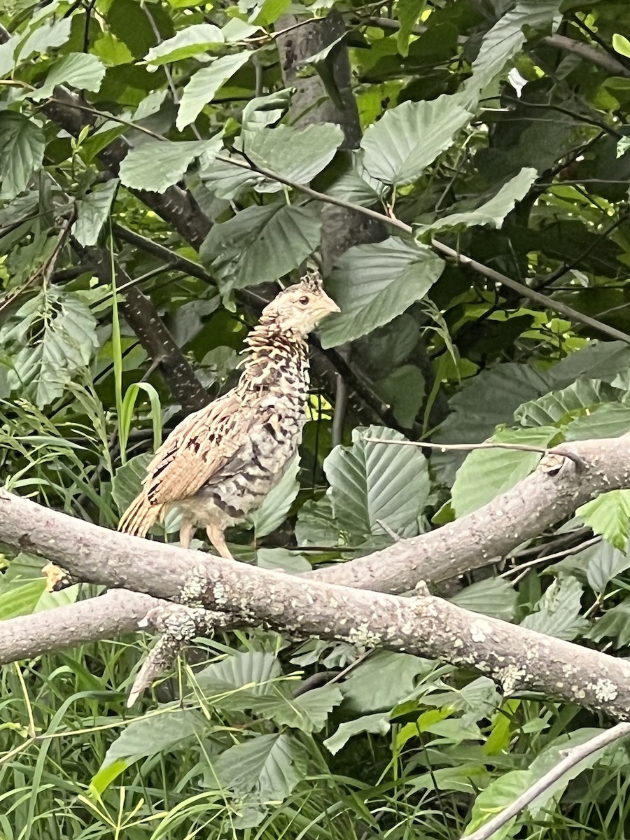 Ruffed Grouse - ML621103786