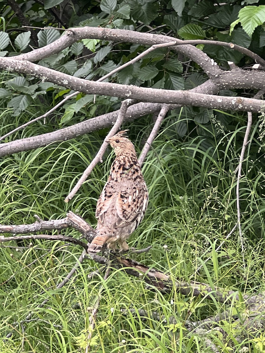 Ruffed Grouse - ML621103787