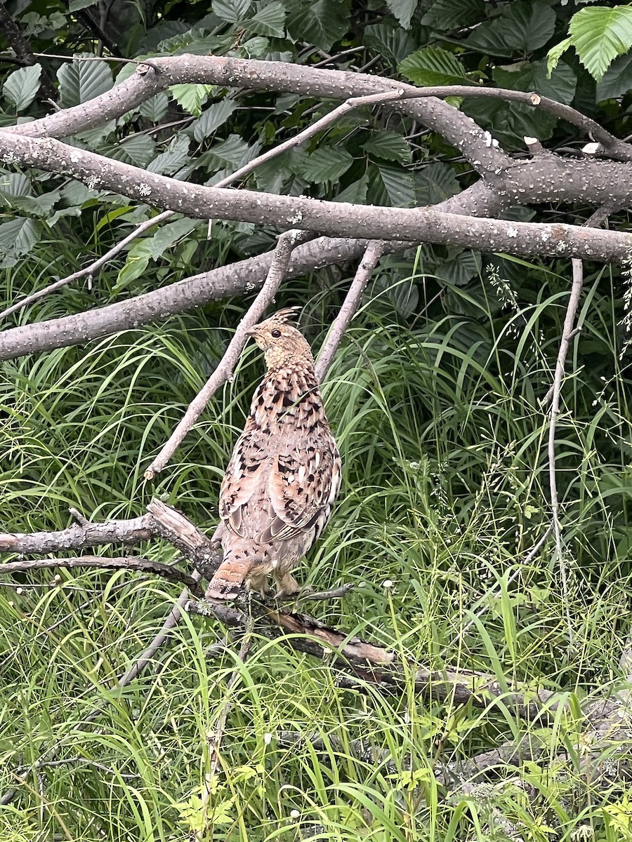 Ruffed Grouse - ML621103788