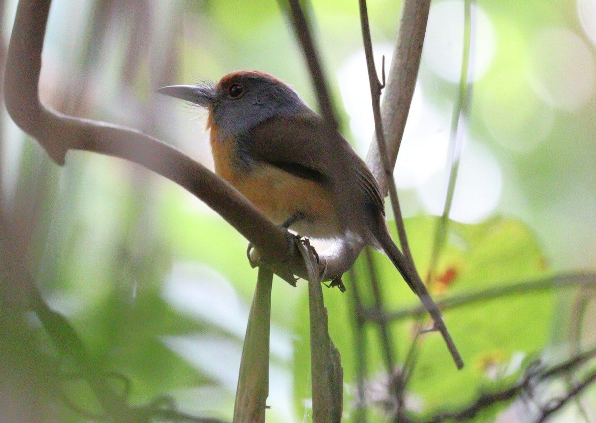 Rufous-capped Nunlet - ML621103791