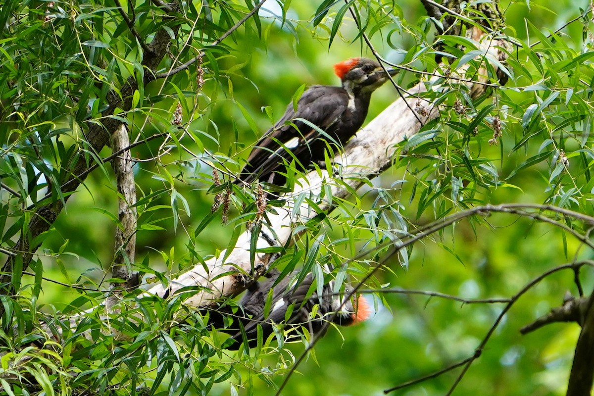 Pileated Woodpecker - ML621103829