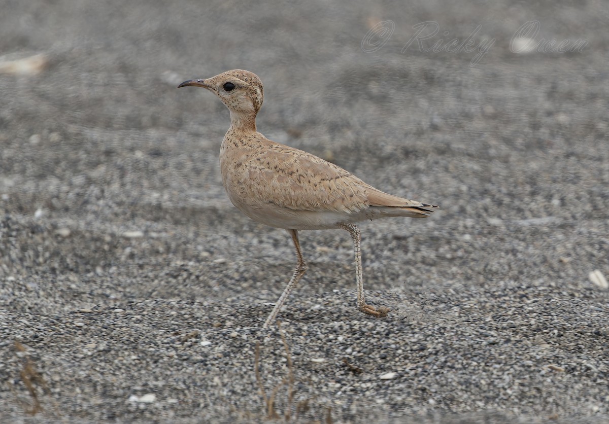 Cream-colored Courser - Ricky Owen