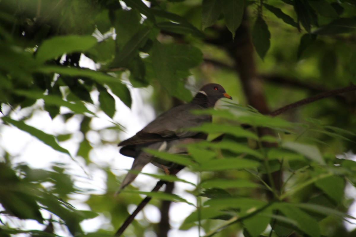 Band-tailed Pigeon - ML621103857