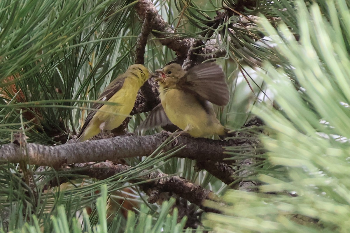 Western Tanager - ML621103860