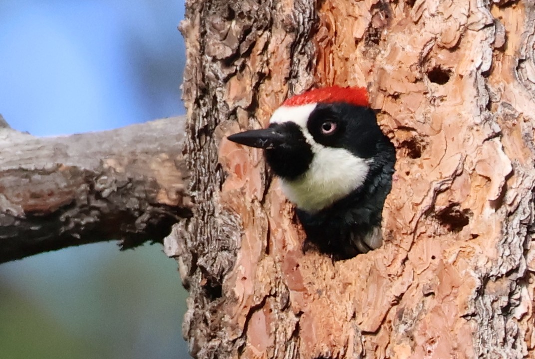 Acorn Woodpecker - ML621103869