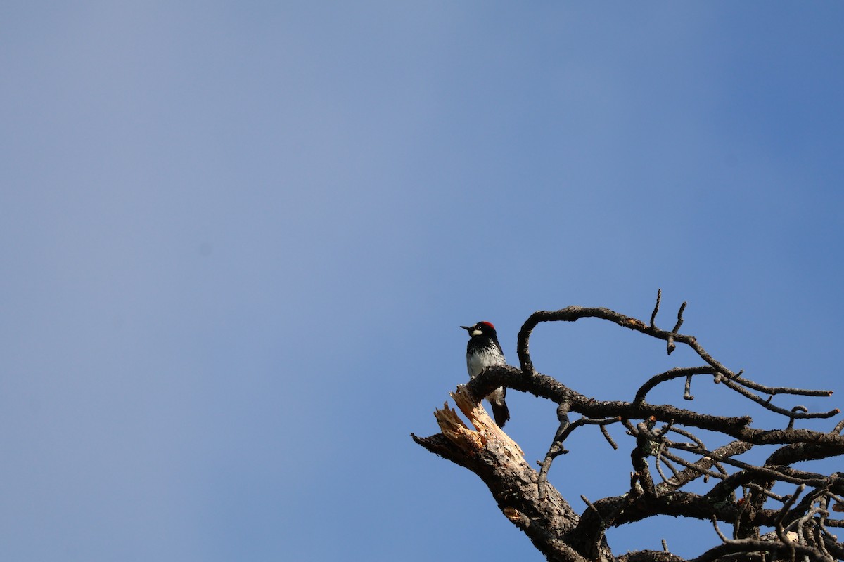 Acorn Woodpecker - ML621103871