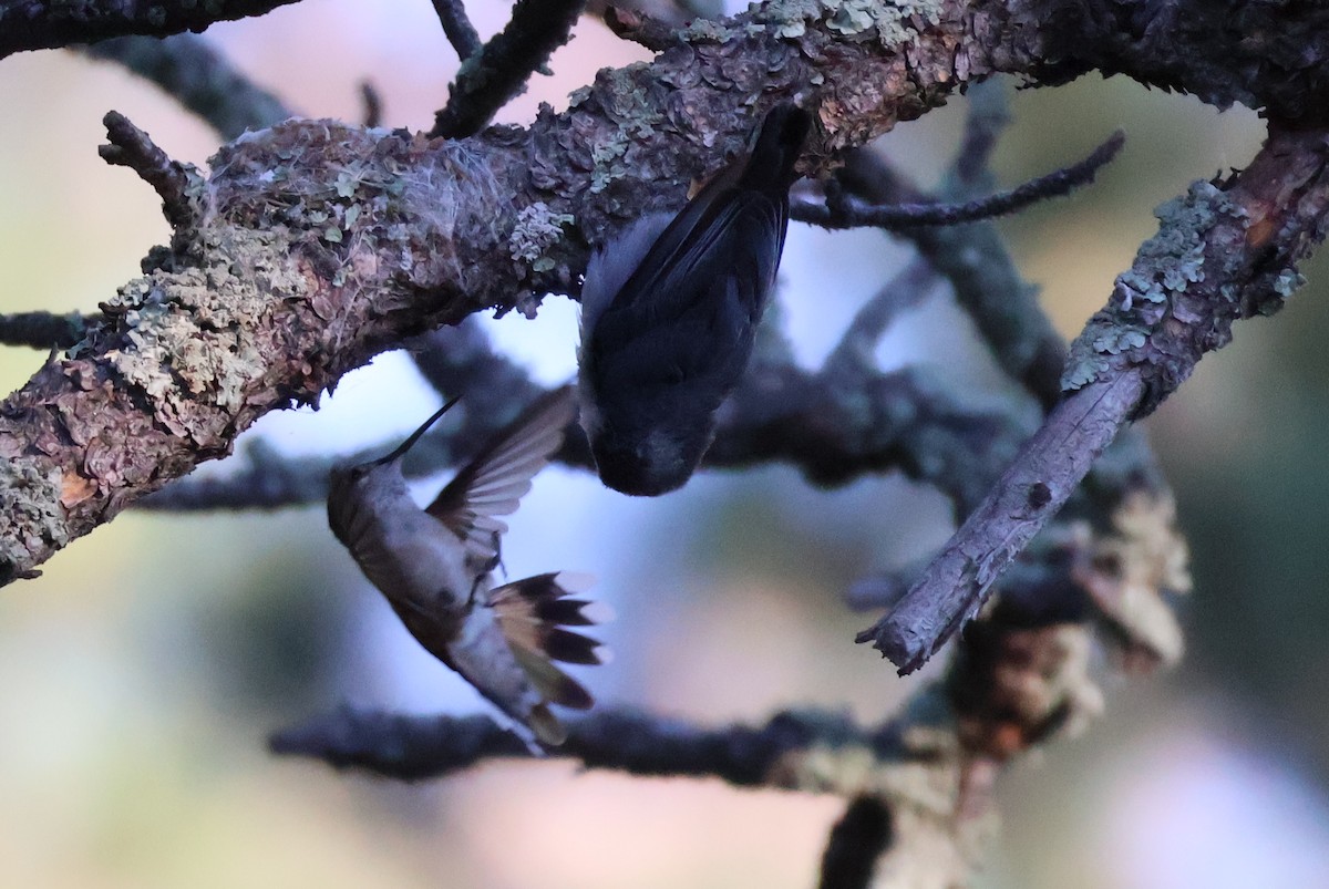 Broad-tailed Hummingbird - ML621103872