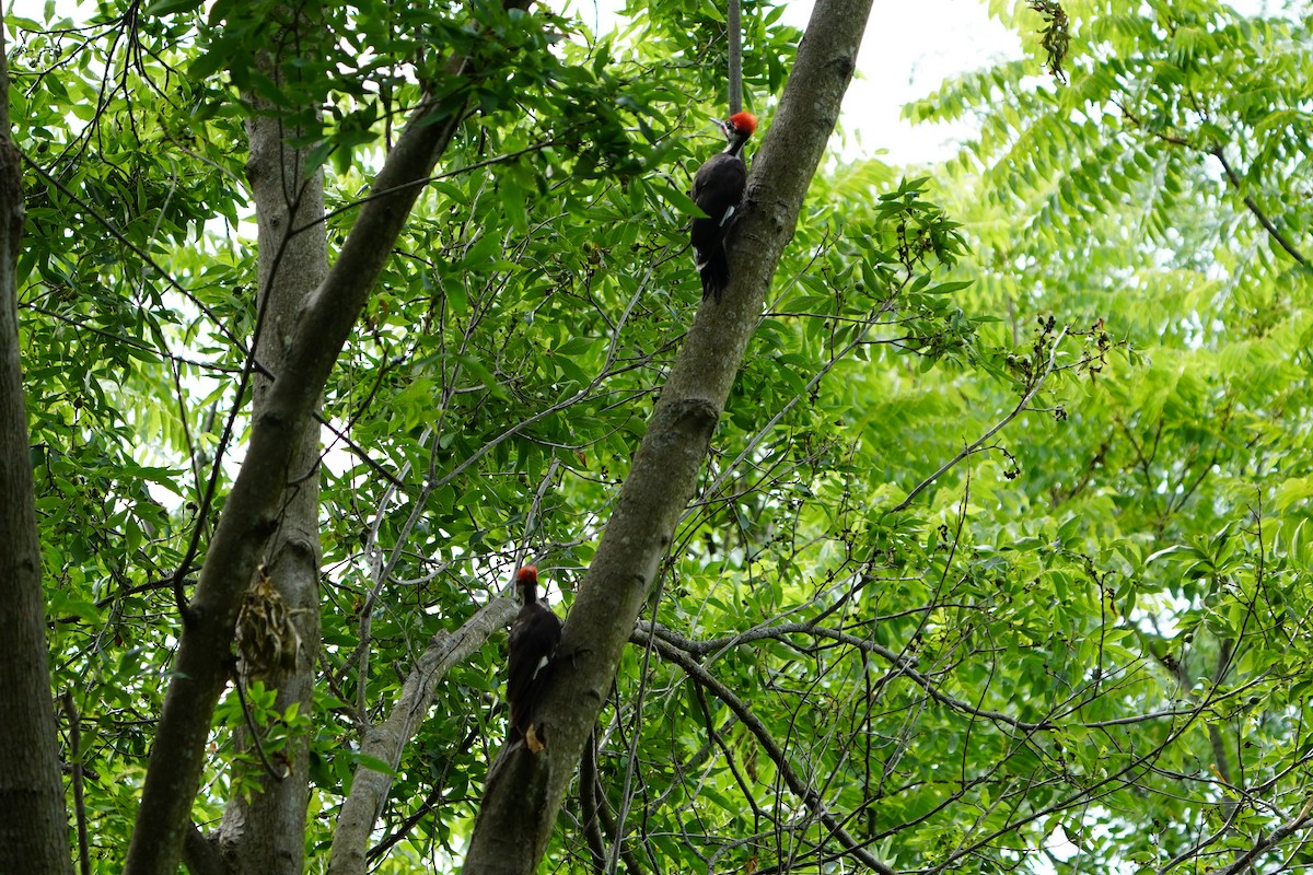 Pileated Woodpecker - ML621103897