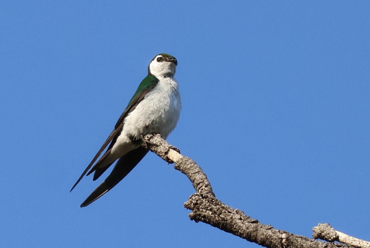 Violet-green Swallow - ML621103898