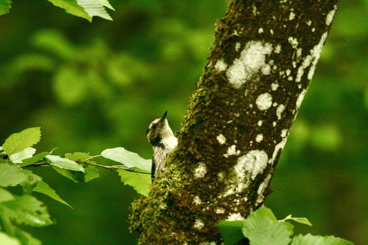 Middle Spotted Woodpecker - ML621103909
