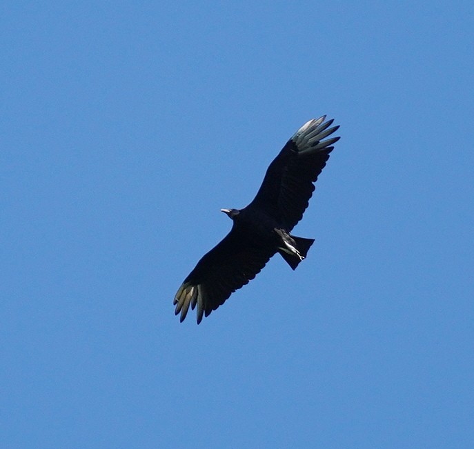 Black Vulture - ML621103912