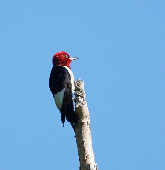 Red-headed Woodpecker - ML621103919