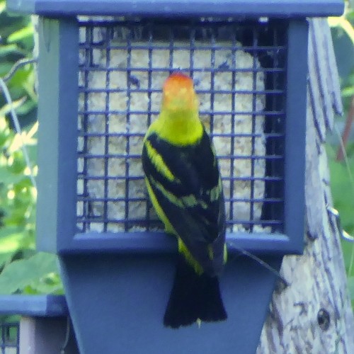 Western Tanager - ML621103922