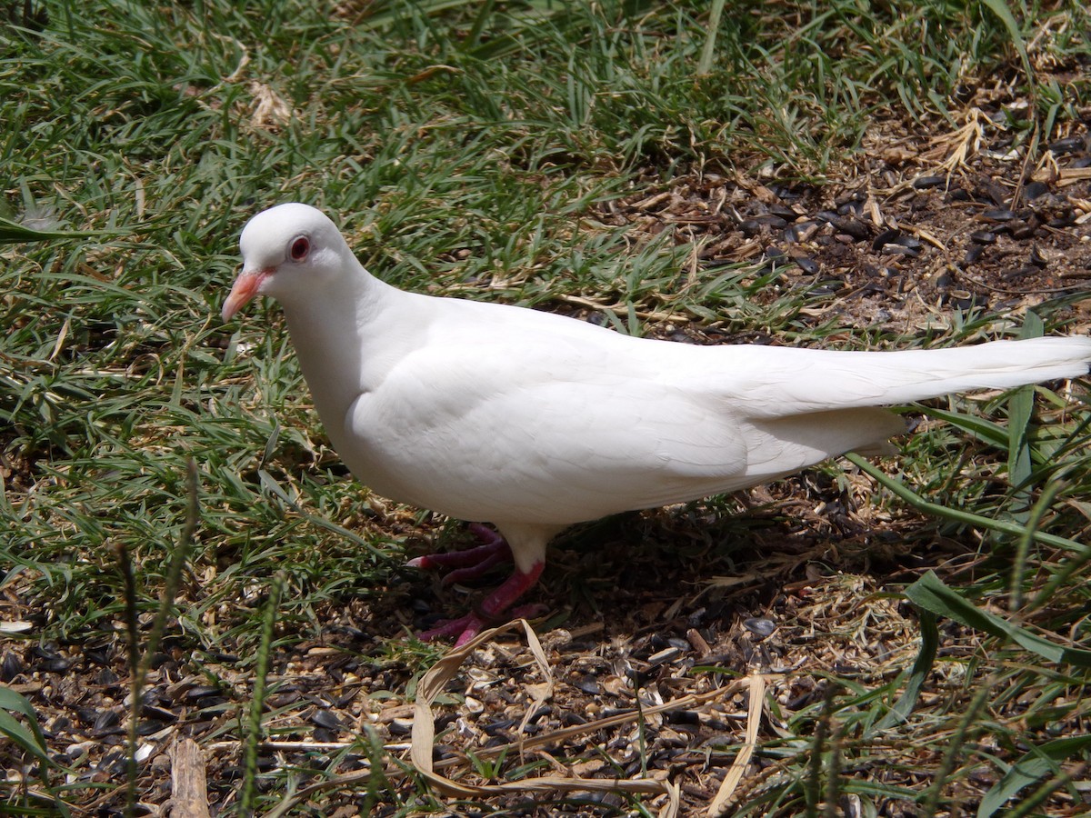 Pigeon biset (forme domestique) - ML621103926