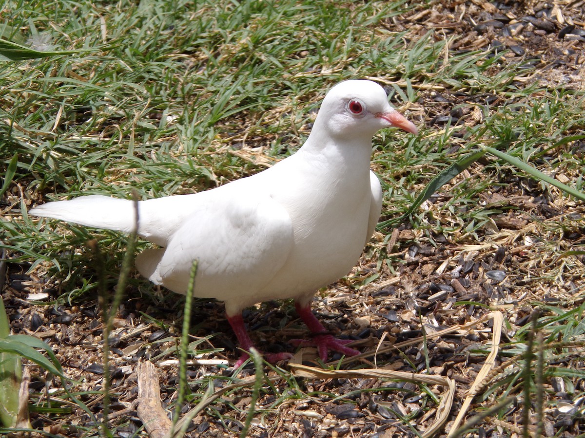 Rock Pigeon (Feral Pigeon) - ML621103927