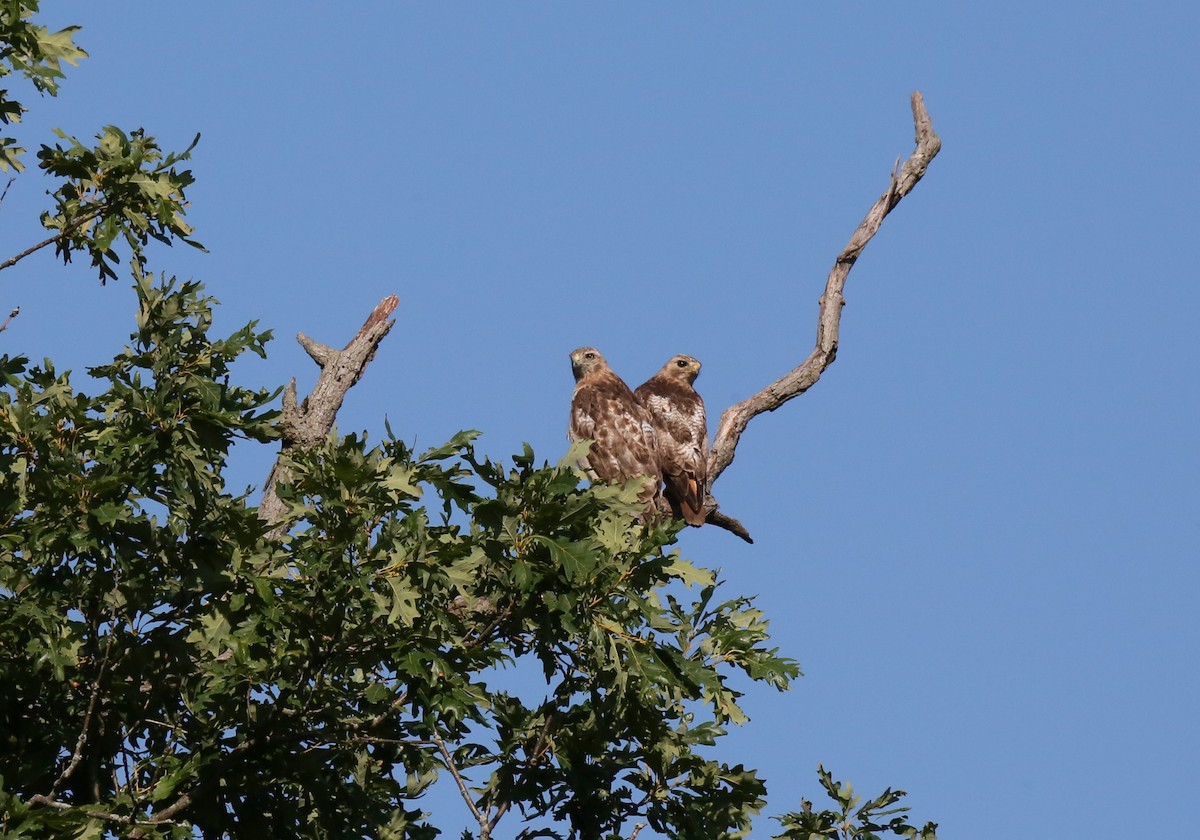 Red-tailed Hawk - ML621103935