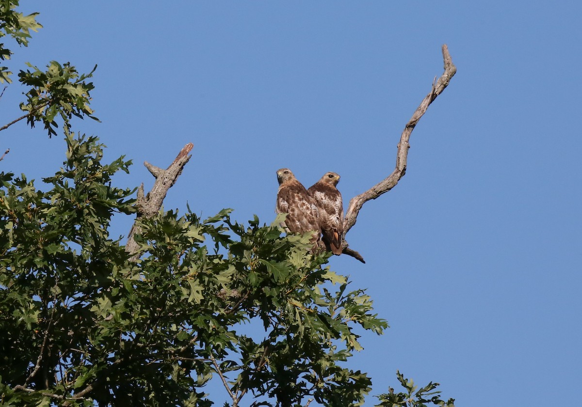 Rotschwanzbussard - ML621103935