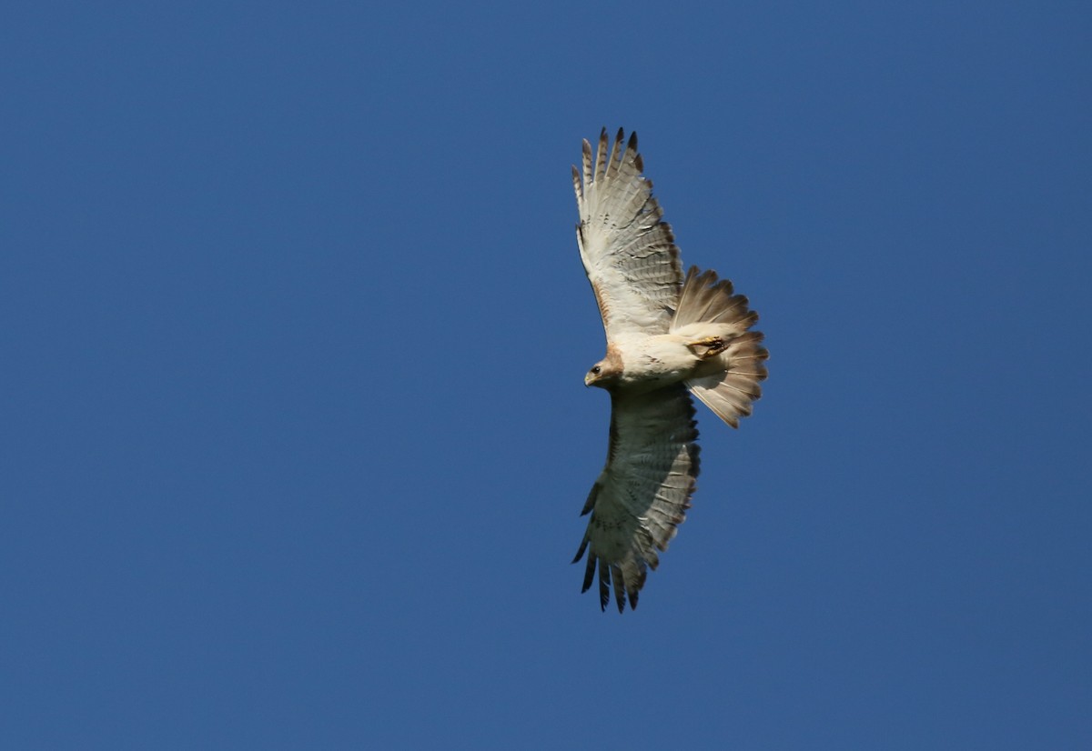 Zapelatz buztangorria - ML621103942