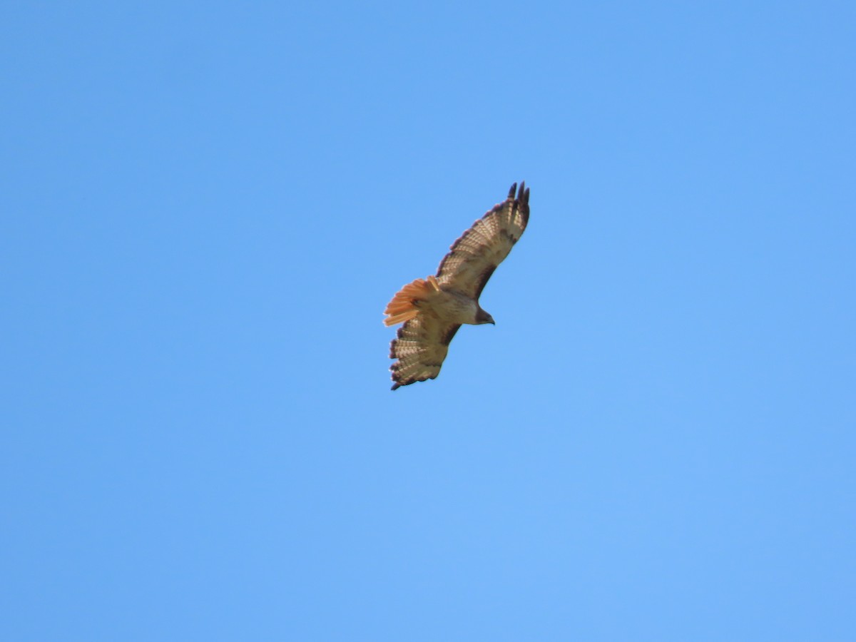 Red-tailed Hawk - ML621103948