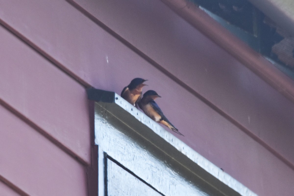 Barn Swallow (American) - ML621103955