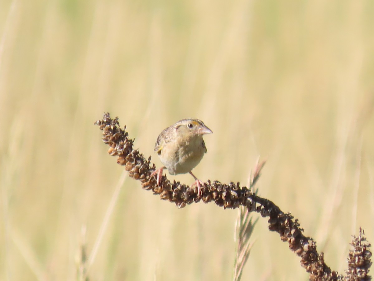 Grasshopper Sparrow - ML621103959