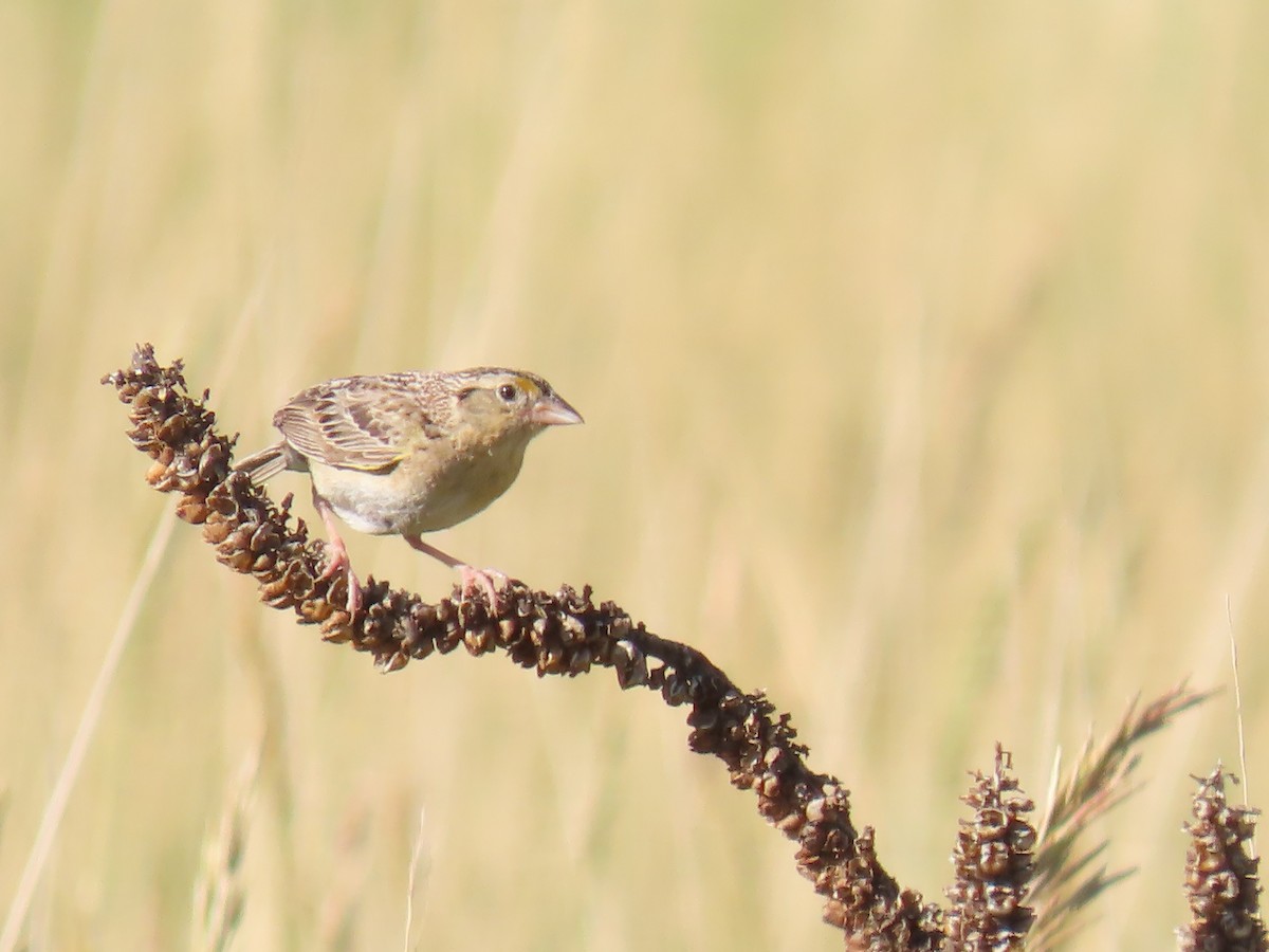 Grasshopper Sparrow - ML621103962